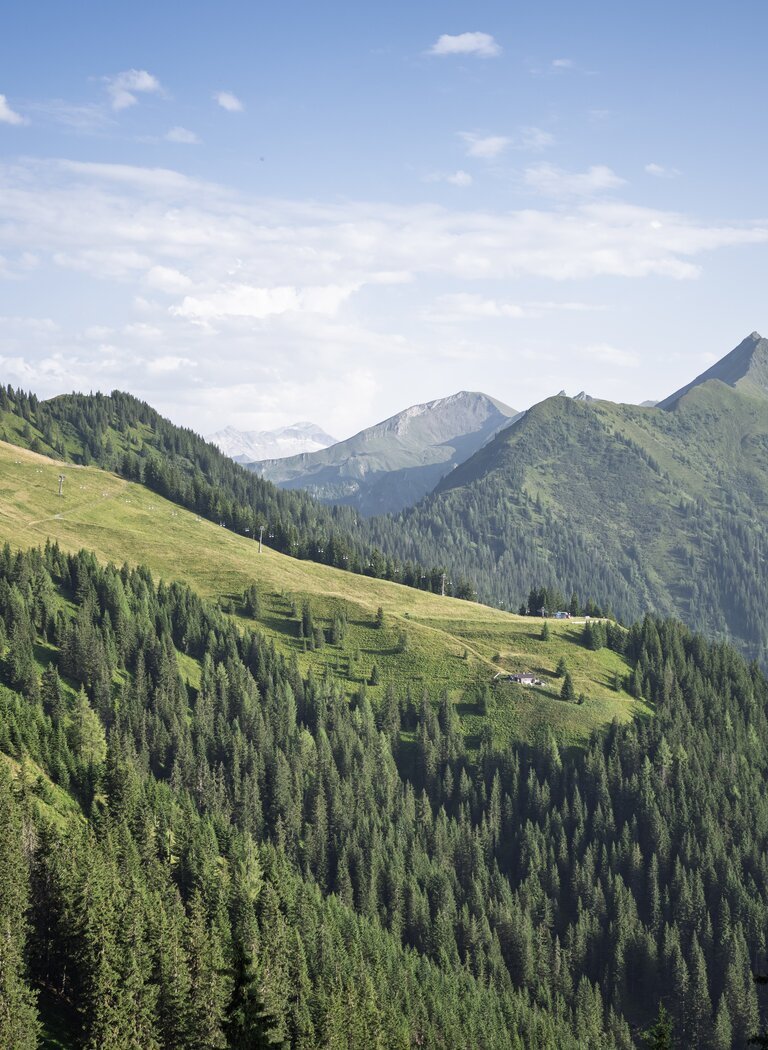 Green alpine meadows and dense forests cover mountain slopes with peaks in the background under blue sky | © Dorfgasteiner Bergbahnen AG